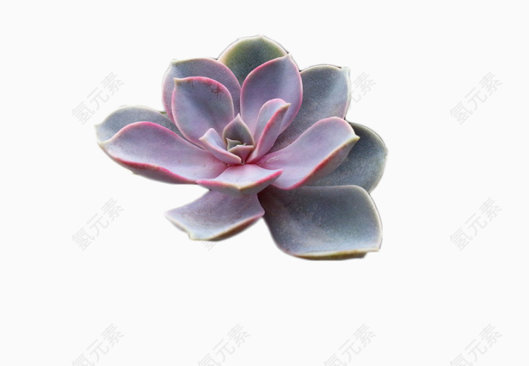 植物