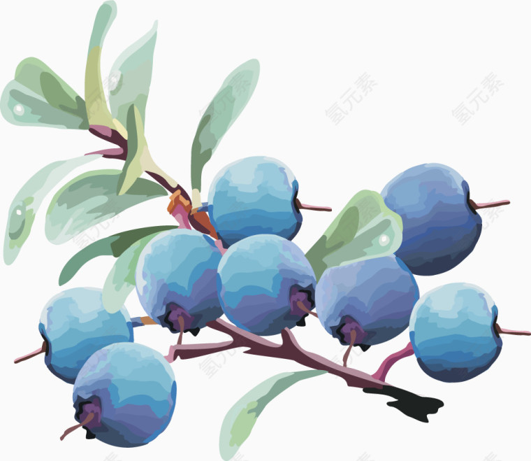水果矢量图灯笼果蓝莓 蓝莓