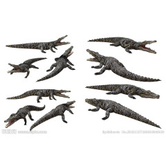 不同角度的鳄鱼