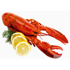 新鲜澳洲龙虾