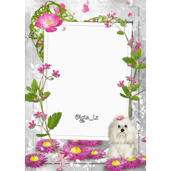 银色背景花朵相框图片