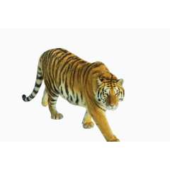 老虎 动物 凶狠 双十二