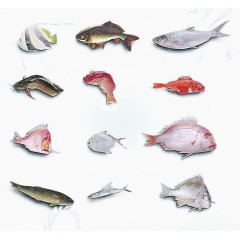 有质感的生物海洋鱼类