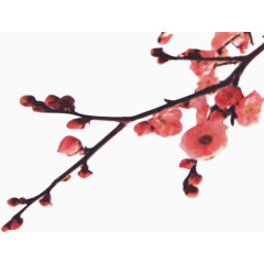 新春梅花一只