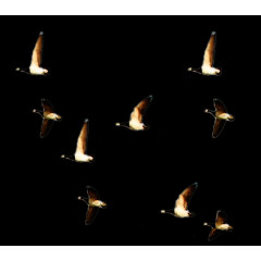 房地产开盘主题字