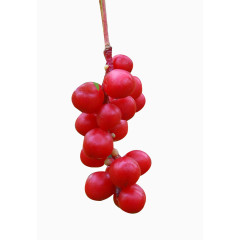 一串五味子图片素材