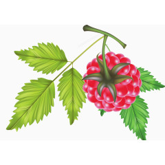 手绘成熟的覆盆子素材