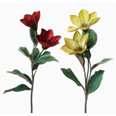 玉兰花图片免抠素材