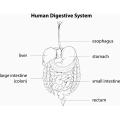矢量消化系统指示图