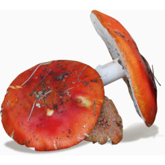 网页蘑菇装饰素材