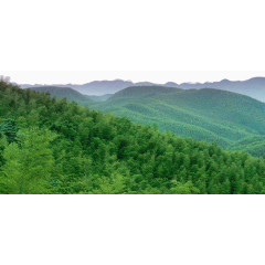 茶山竹海图片