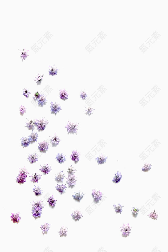 紫色花朵素材