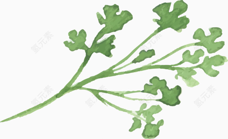 手绘绿色香芹