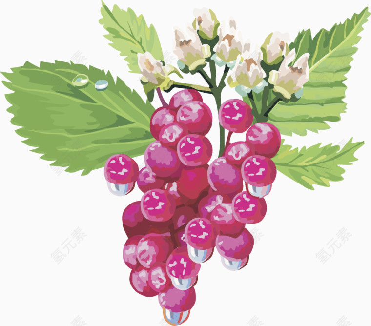 矢量图水果樱桃树莓