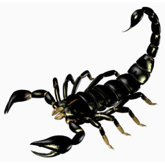 黑色蝎子