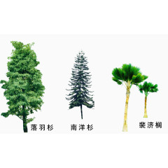 南洋杉园林素材