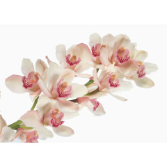 淘宝天猫设计 男装 女装 花朵 花束 鲜花 清新