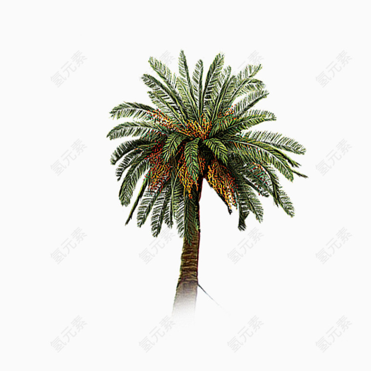 一颗椰子树