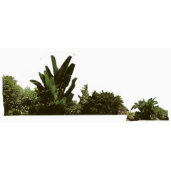 灌木植物装饰素材