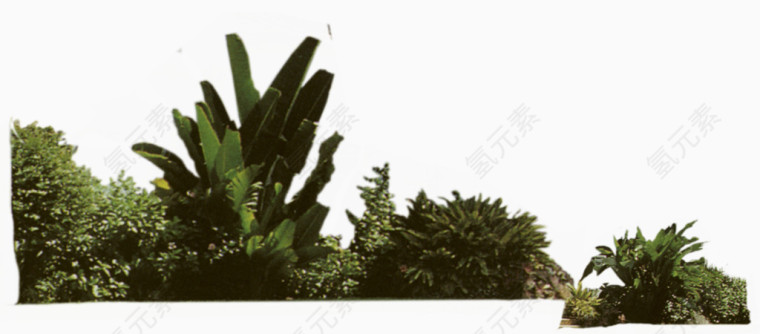 灌木植物装饰素材