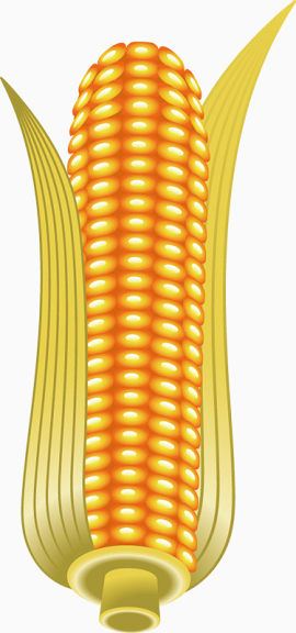 金黄玉米图案