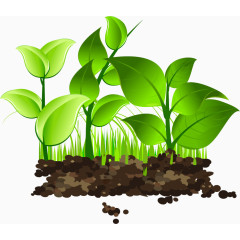 矢量土壤青菜绿叶