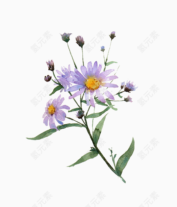 紫色菊花