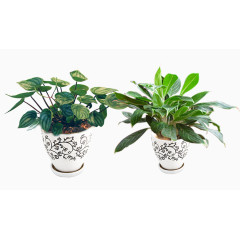 绿色植物花草盆栽