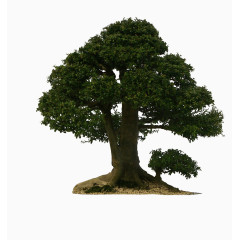 绿色大树树木装饰图案