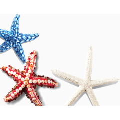 创意时尚精美海星