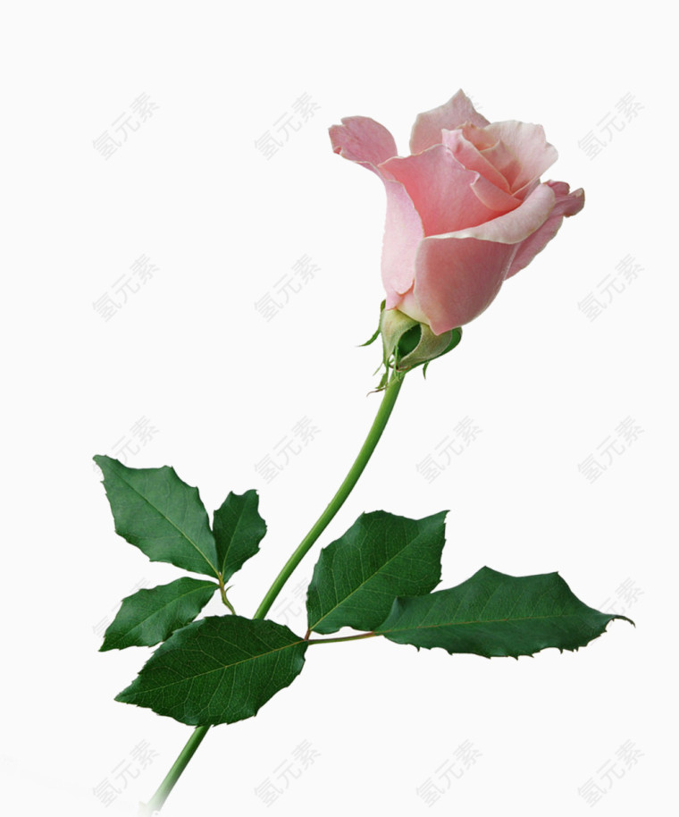 花，鲜花