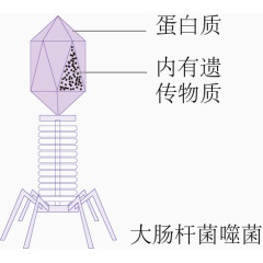 大肠杆菌噬菌体