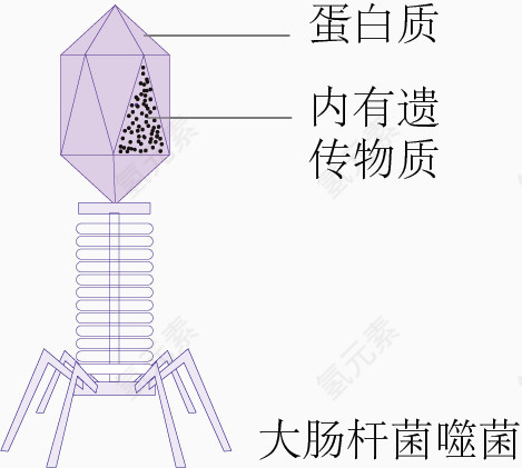 大肠杆菌噬菌体