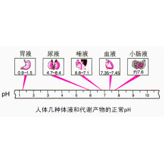 人体对比ph