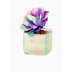 盆景多肉图片素材