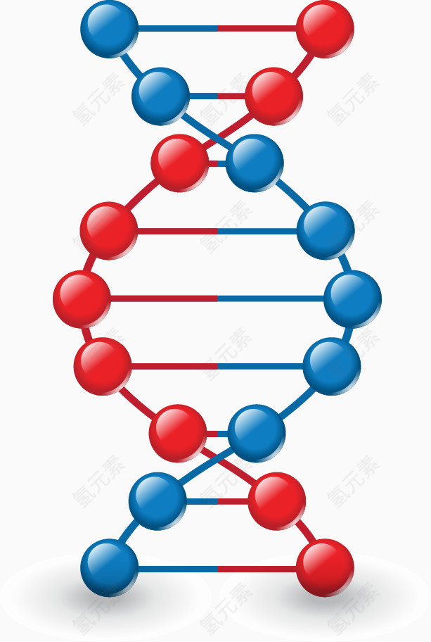 DNA模型矢量图