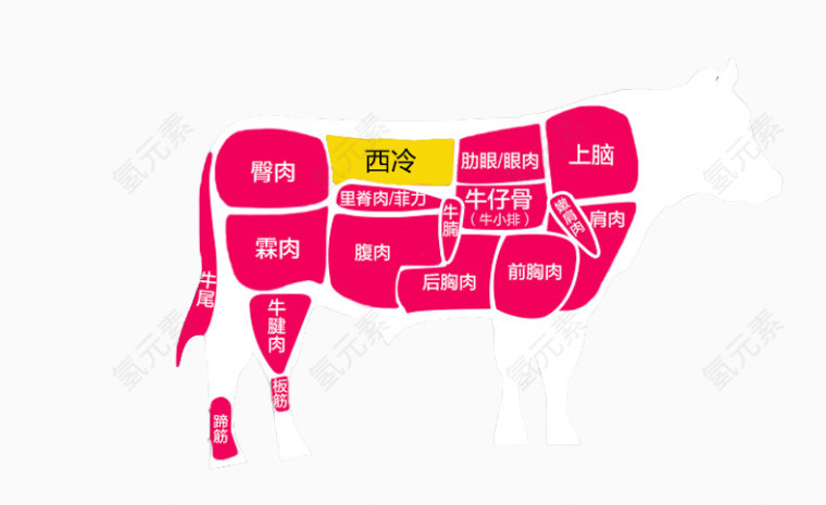 一头牛的解剖图
