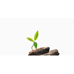 长在石缝里的小树苗