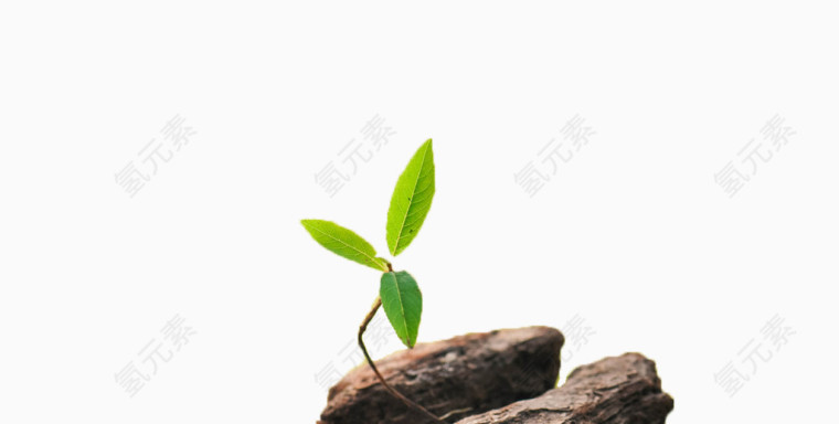 长在石缝里的小树苗