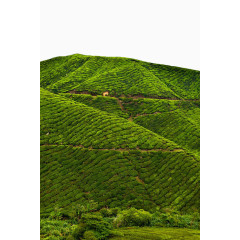 绿色茶园