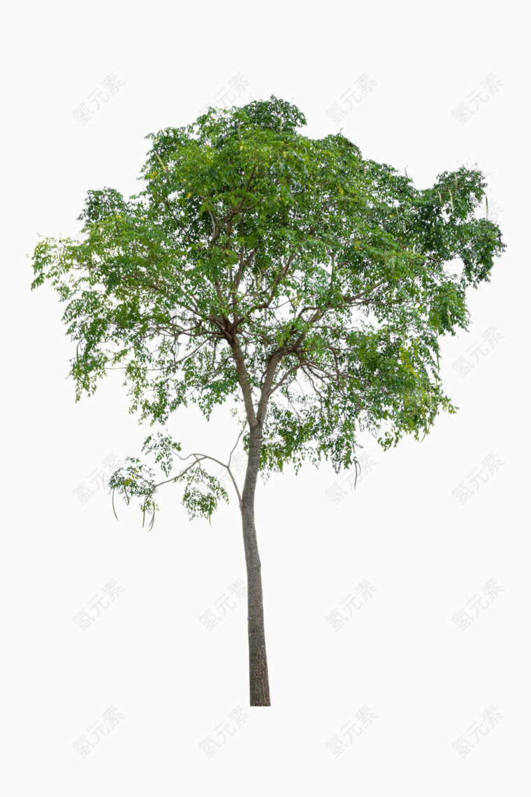 茂盛的树木