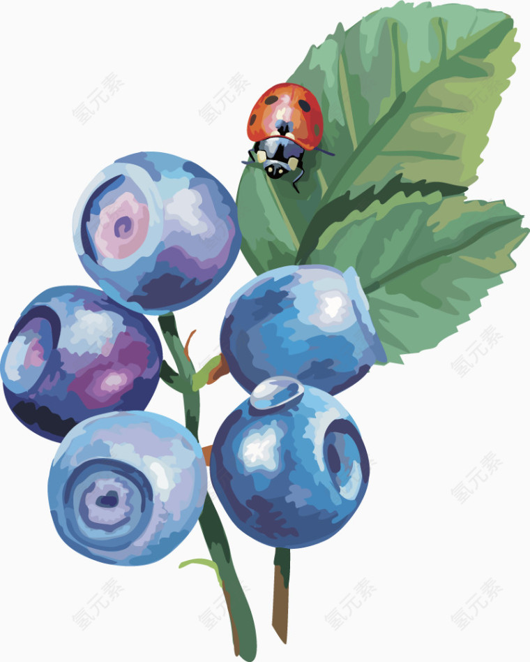 水果矢量图灯笼果蓝莓 蓝莓