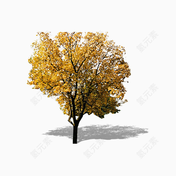 黄树叶树木