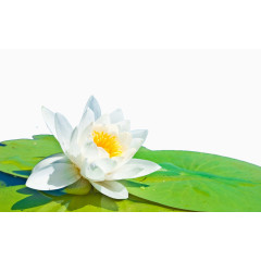 美丽的出水芙蓉