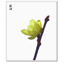 中国式一株水彩腊梅