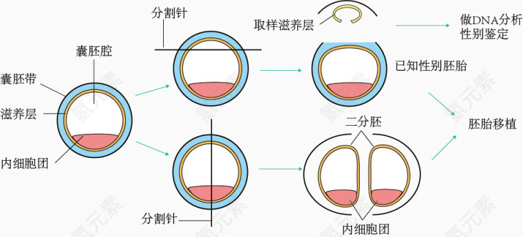 牛胚胎性别鉴定和分割示意图