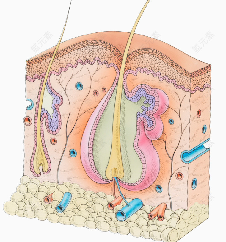 皮肤细胞横切面图片