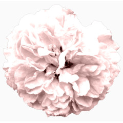 淡雅粉色灰调墙纸装饰物