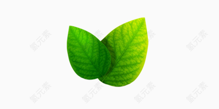 绿色树叶素材