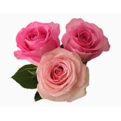三朵粉色玫瑰花